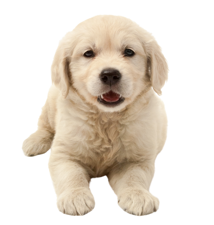 dog7